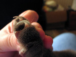 Holding Cat Paw to Extend Nails